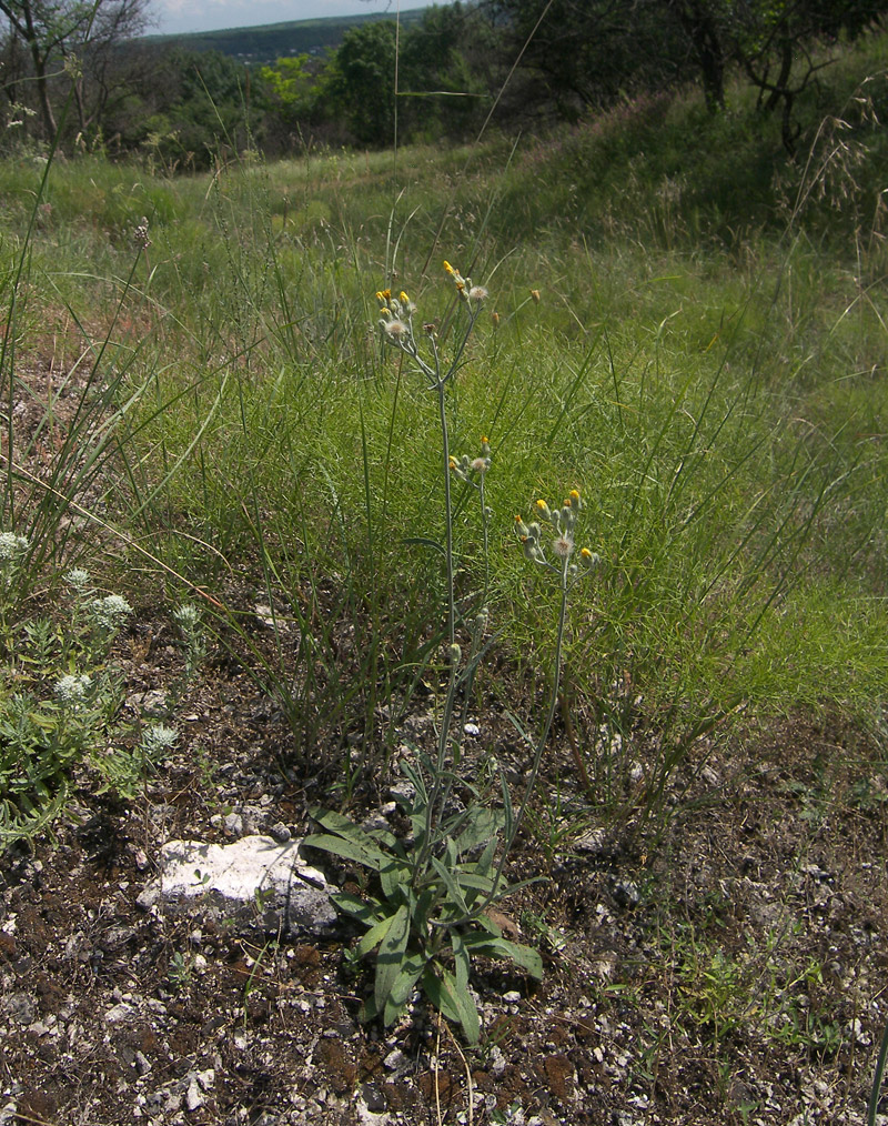 Image of Pilosella echioides specimen.