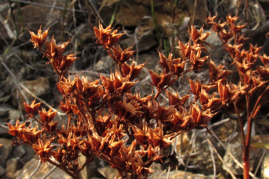 Изображение особи Aizopsis baicalensis.