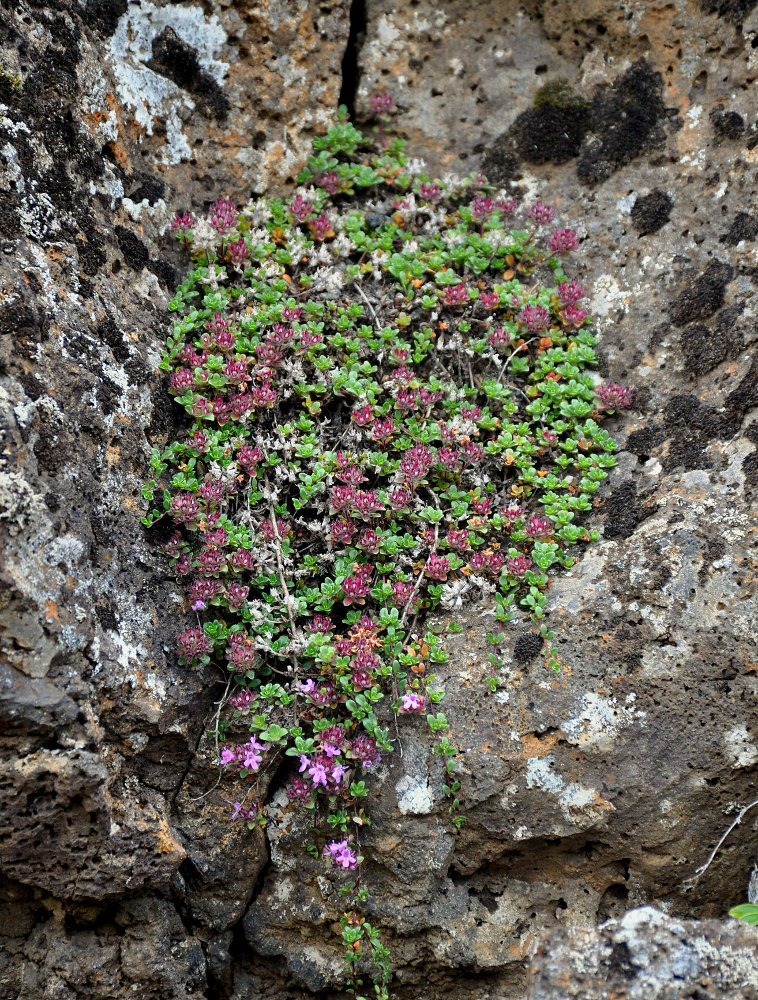 Изображение особи Thymus praecox ssp. britannicus.