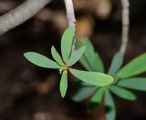 Euphorbia balsamifera. Побег с формирующимся соцветием. Испания, автономное сообщество Канарские острова, остров Фуэртевентура, провинция Лас Пальмас, муниципалитет Ла Олива, восточные окр. пос. Эль Котильо, предгорная равнина, пояс суккулентных кустарников. 17.03.2016.