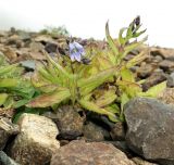 Gadellia lactiflora. Цветущее растение. Краснодарский край, Адлерский р-н, окр. пос. Красная Поляна, гора Аибга, гора Каменный столб, осыпной склон вдоль дороги, выс. ≈ 2400 м н.у.м. 26.09.2016.