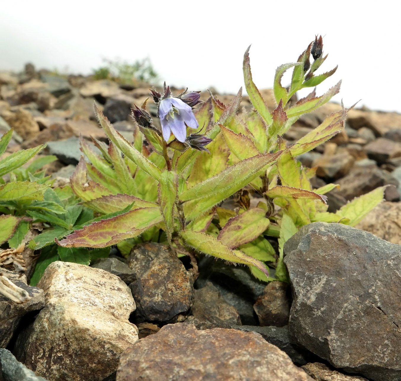 Image of Gadellia lactiflora specimen.