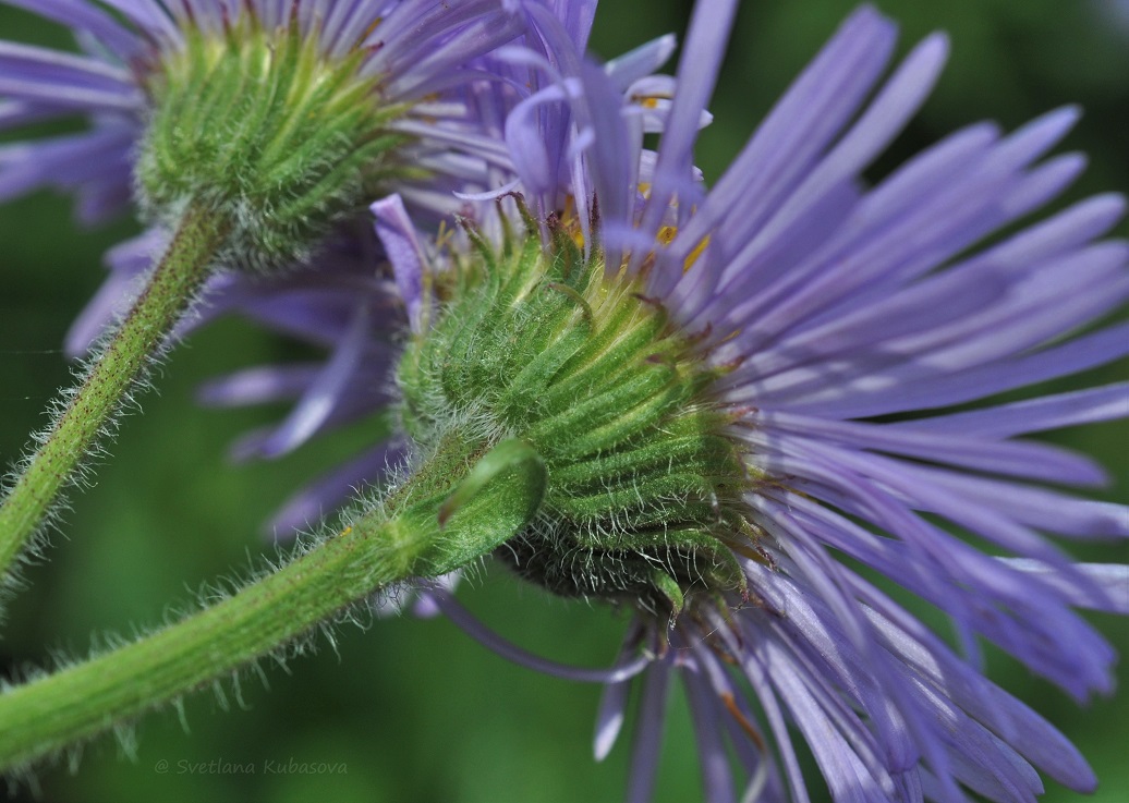 Изображение особи род Erigeron.