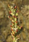 Artemisia lercheana