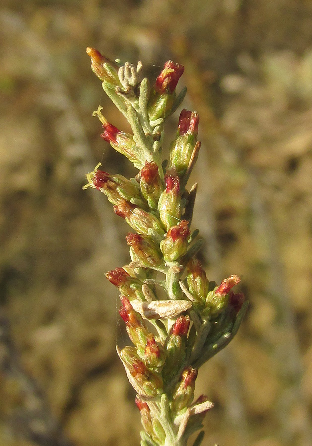 Изображение особи Artemisia lercheana.