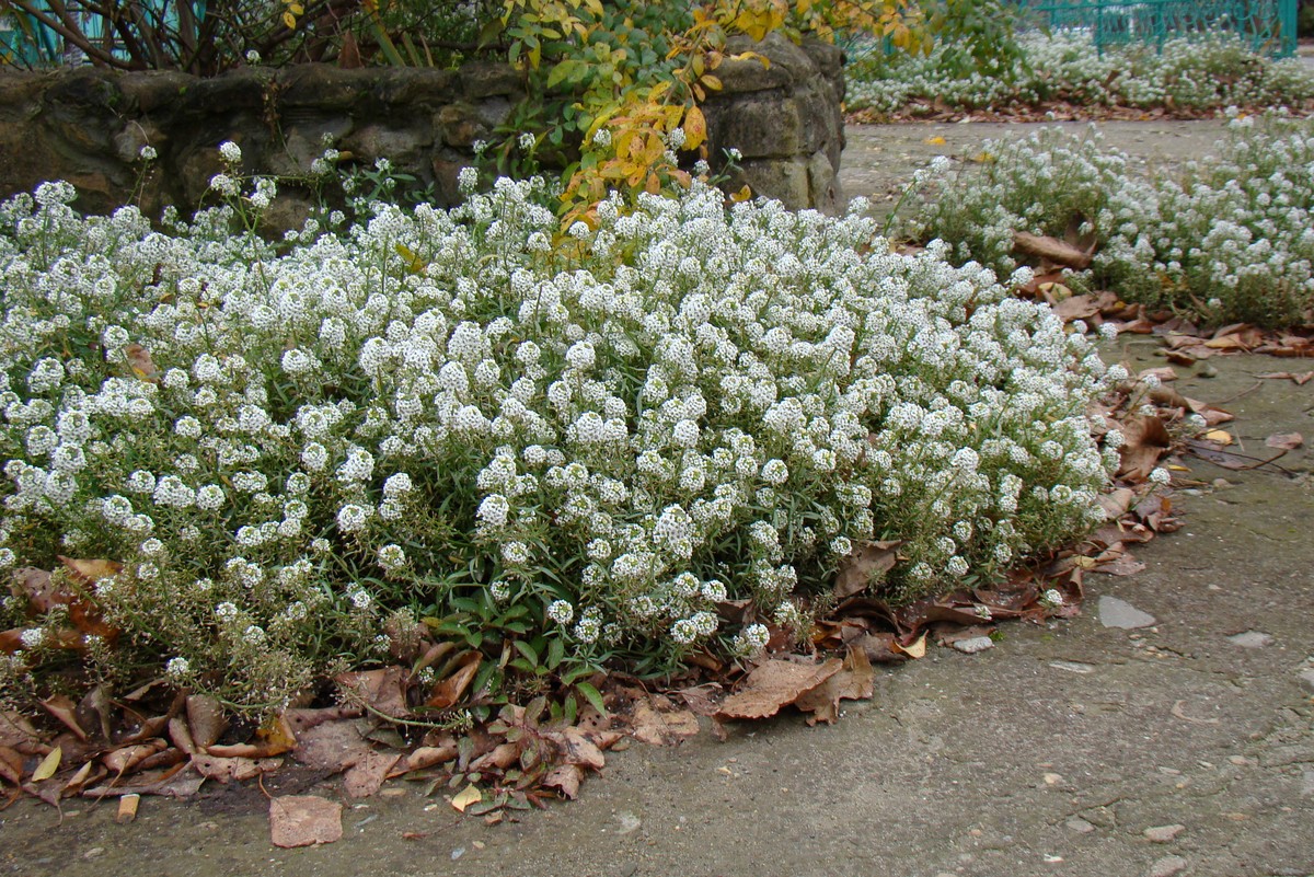 Изображение особи Lobularia maritima.