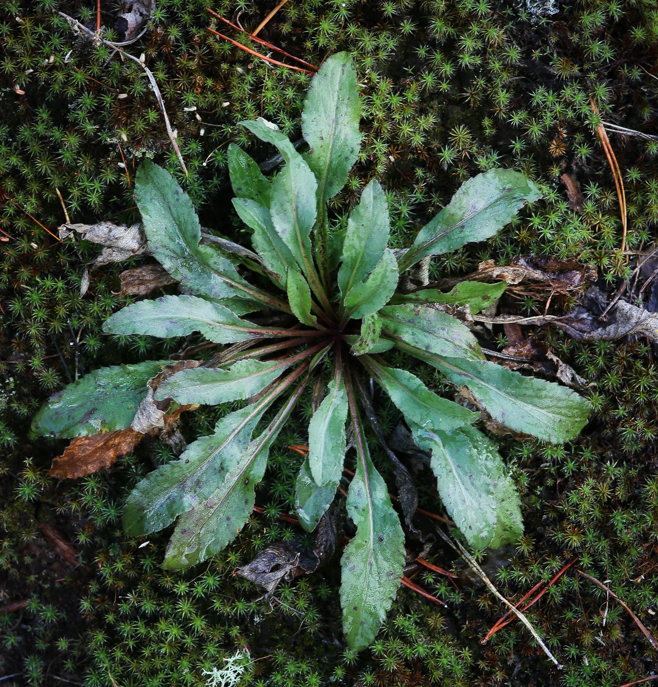 Изображение особи Solidago virgaurea.