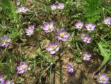 Spergularia rubra