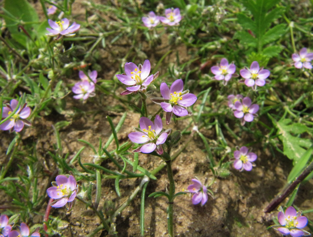 Изображение особи Spergularia rubra.