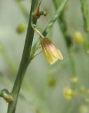 Asparagus officinalis