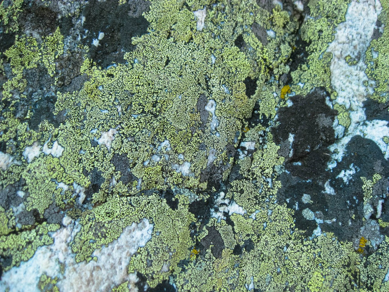 Image of Rhizocarpon geographicum specimen.