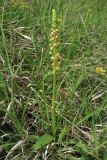 Orchis anthropophora