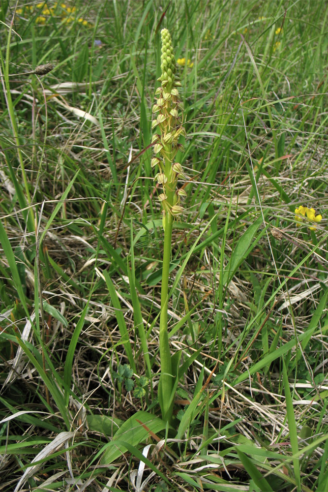 Image of Orchis anthropophora specimen.