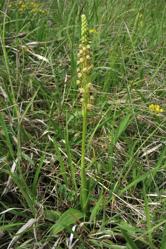 Изображение особи Orchis anthropophora.