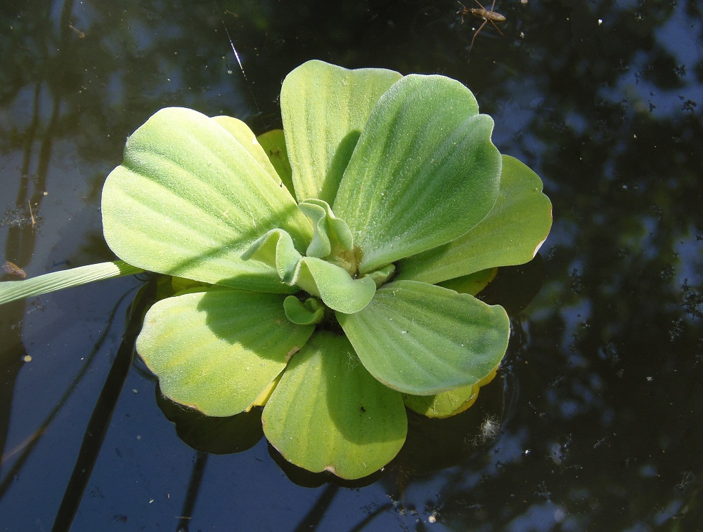 Image of Pistia stratiotes specimen.