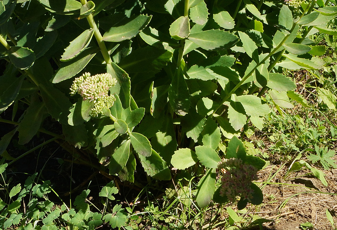 Image of Hylotelephium spectabile specimen.