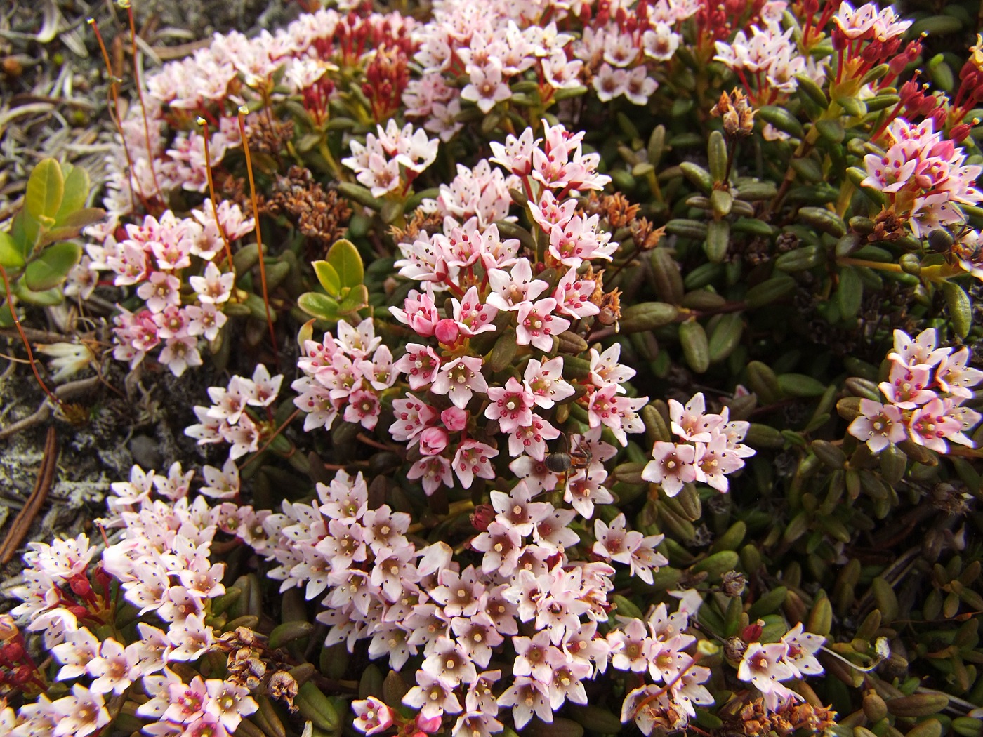 Изображение особи Loiseleuria procumbens.