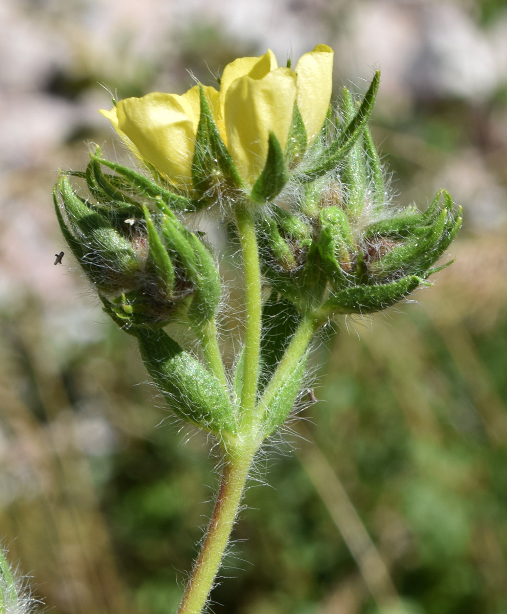 Image of Potentilla tschimganica specimen.