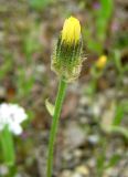 Crepis alpina