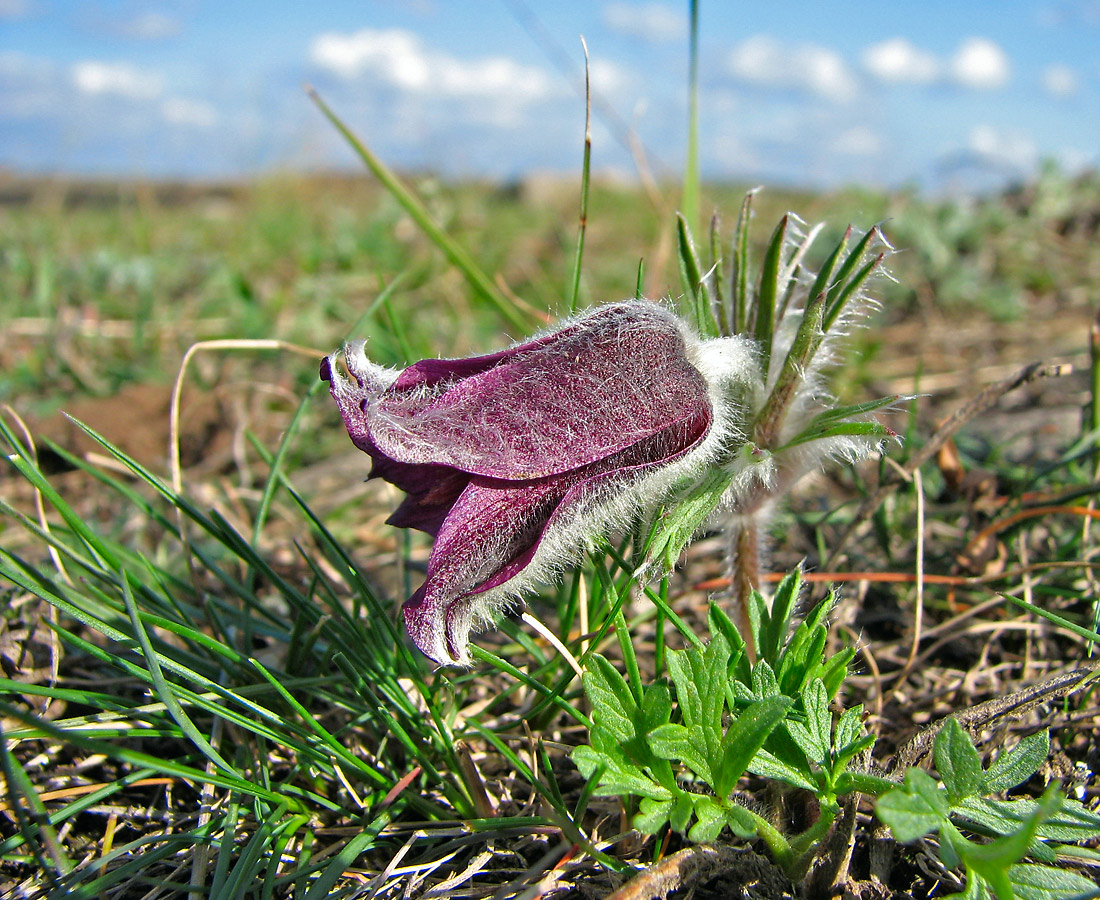 Изображение особи Pulsatilla bohemica.