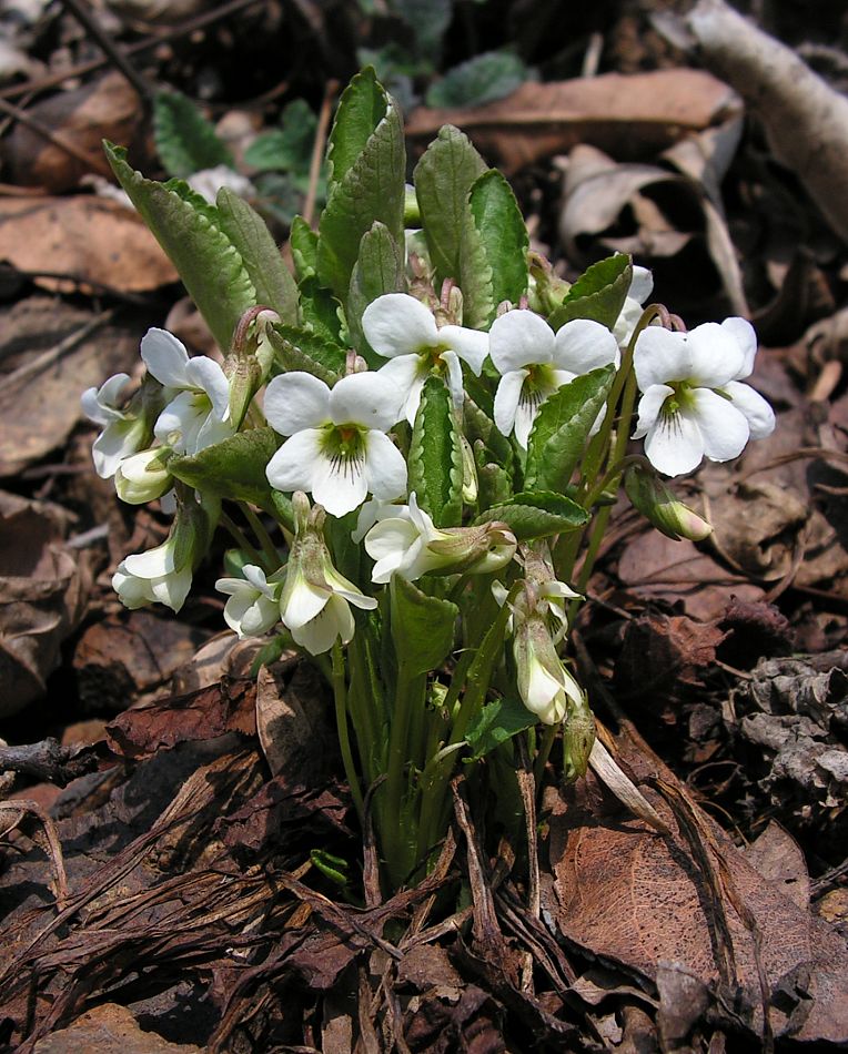 Изображение особи Viola pacifica.