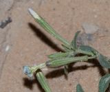 Silene villosa