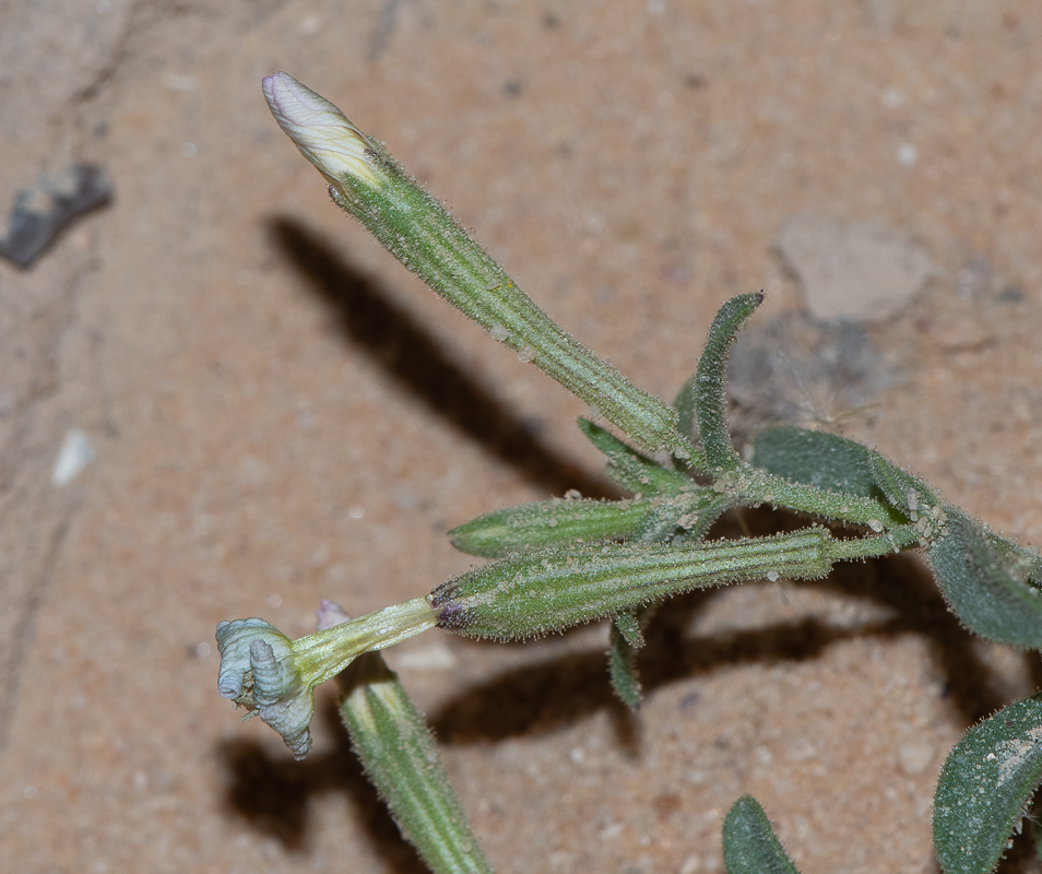 Image of Silene villosa specimen.