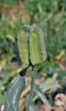 Fritillaria pallidiflora