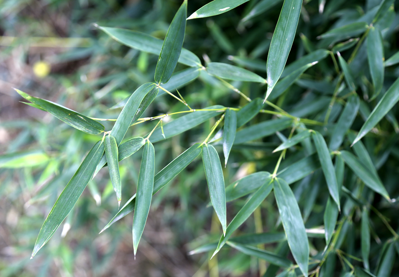 Изображение особи род Phyllostachys.