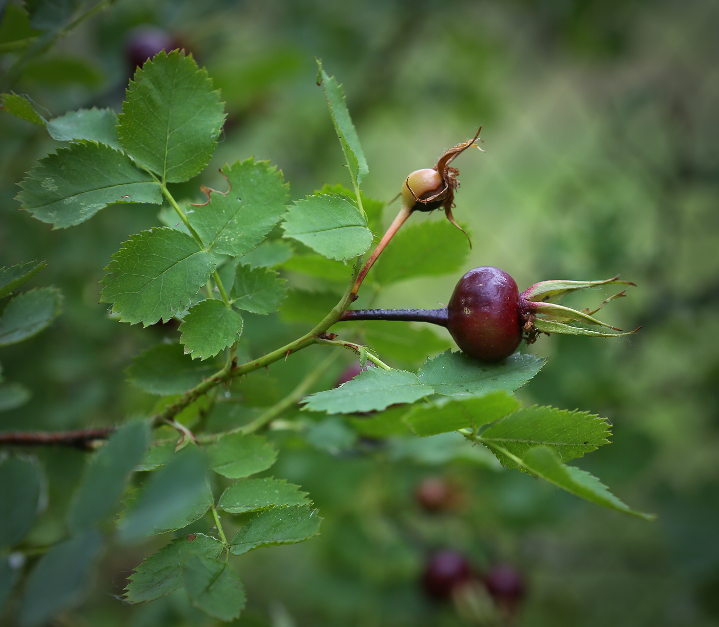 Image of Rosa spinosissima specimen.