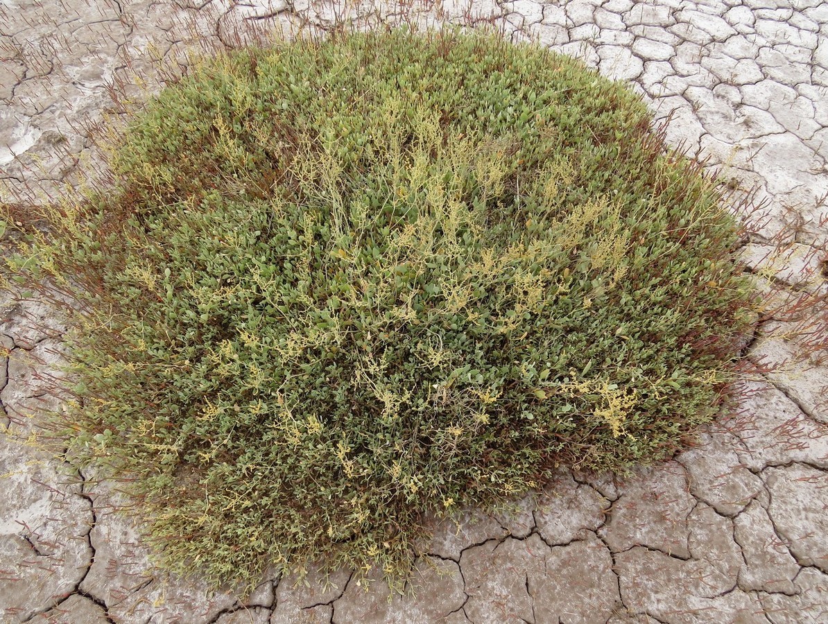 Image of Halimione verrucifera specimen.