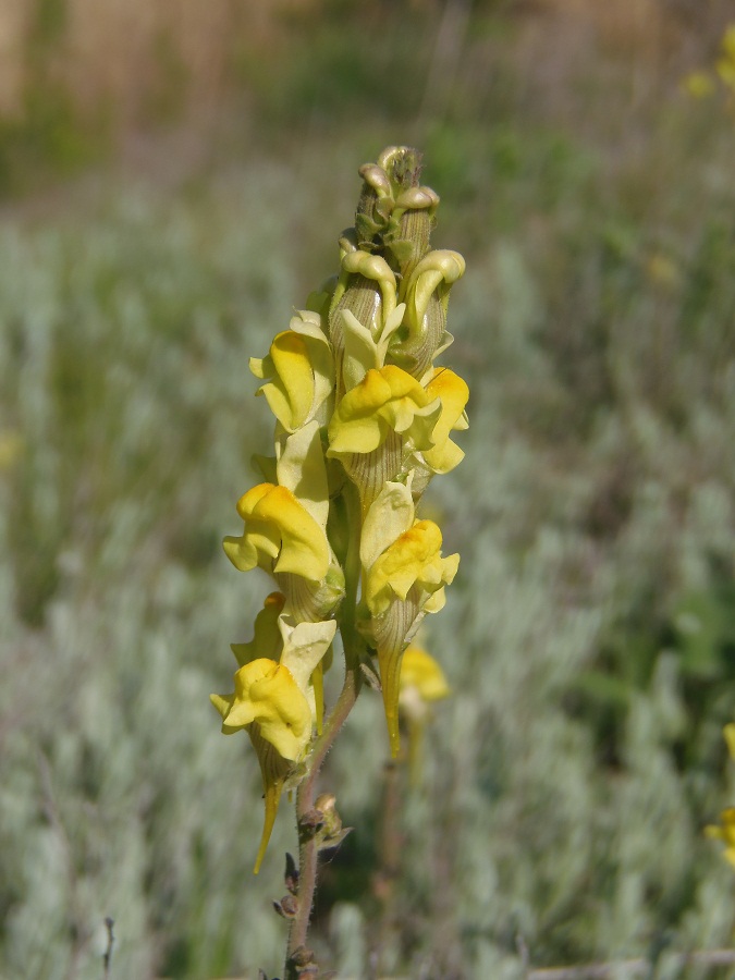 Image of Linaria macroura specimen.