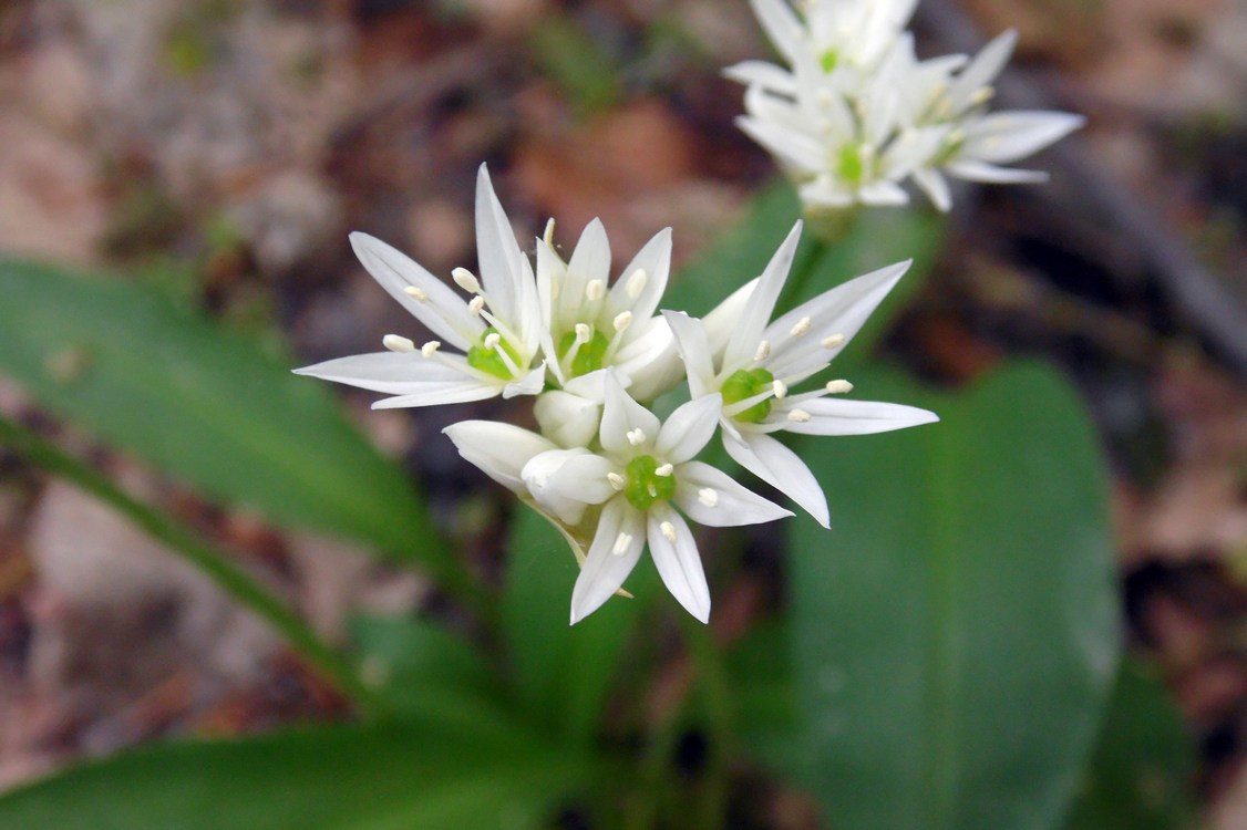 Изображение особи Allium ursinum.