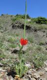 Glaucium corniculatum. Цветущее и плодоносящее растение. Крым, окр. Судака, южные отроги горы Перчем, остепнённая терраса. 18 мая 2017 г.