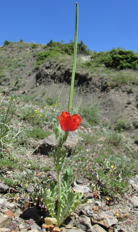 Изображение особи Glaucium corniculatum.