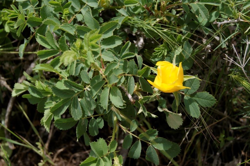 Image of Rosa rapinii specimen.