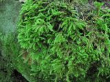 familia Brachytheciaceae