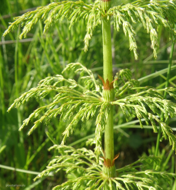 Изображение особи Equisetum sylvaticum.