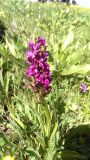 Dactylorhiza romana подвид georgica