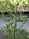 Crepis rhoeadifolia