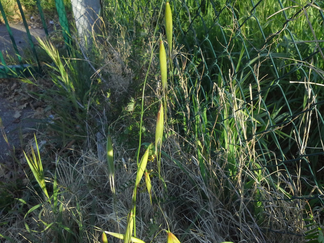 Image of Avena clauda specimen.