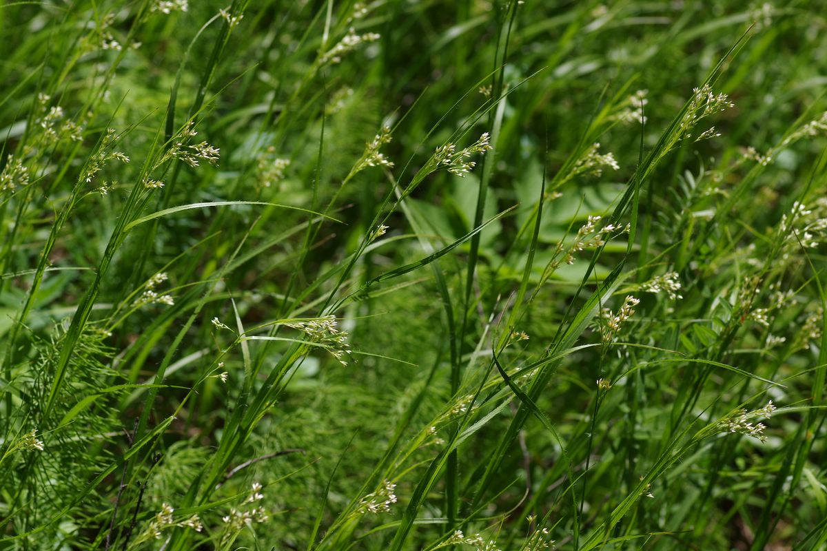 Image of Luzula luzuloides specimen.