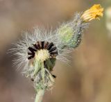 Pilosella procera