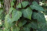 Hedera helix. Листья. Узбекистан, Ташкент, бот. сад. 28.06.2017.