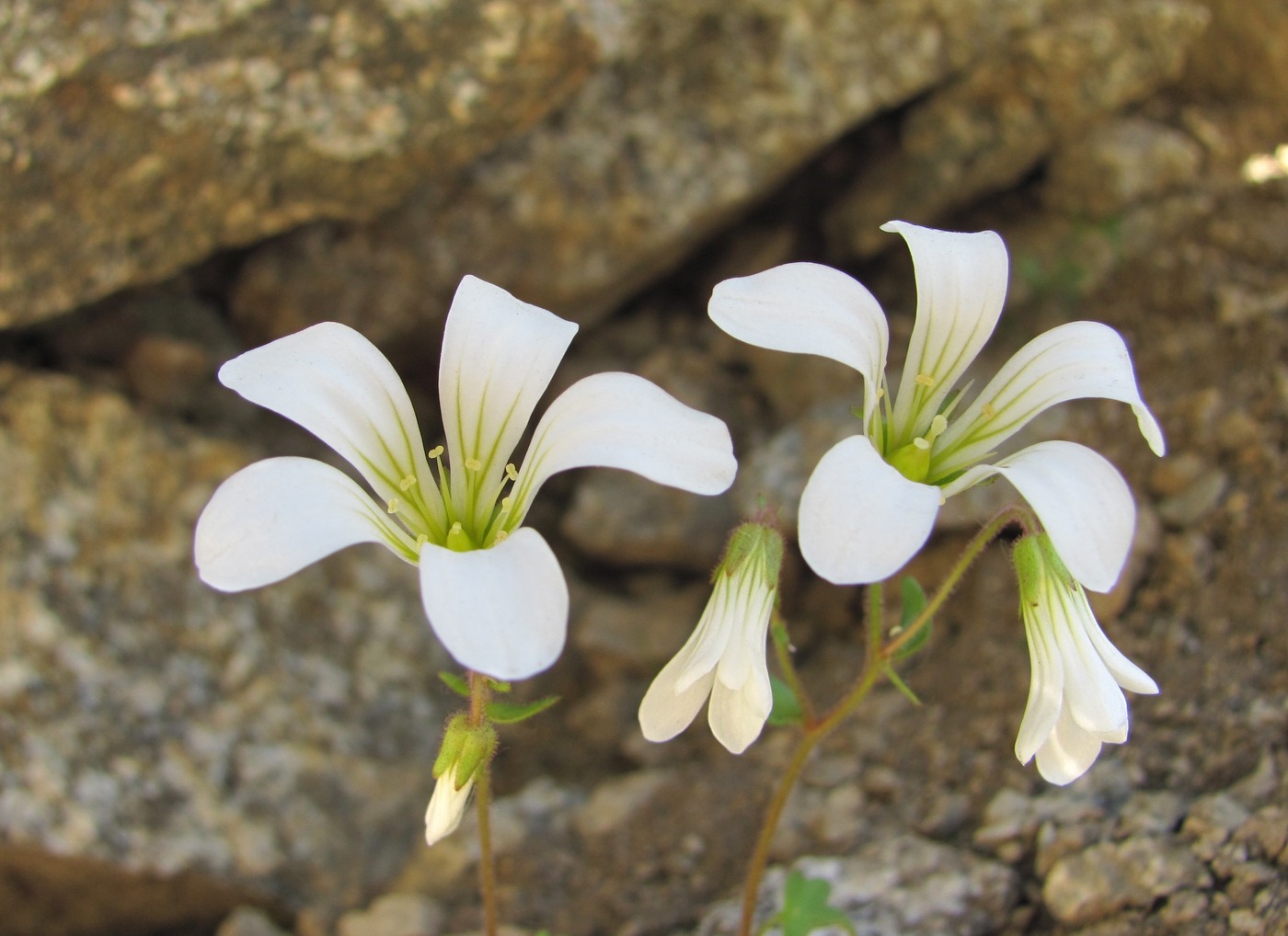 Изображение особи Saxifraga sibirica.