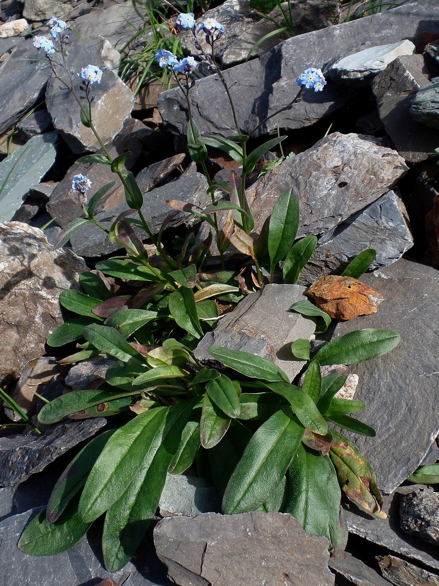 Image of Myosotis austrosibirica specimen.