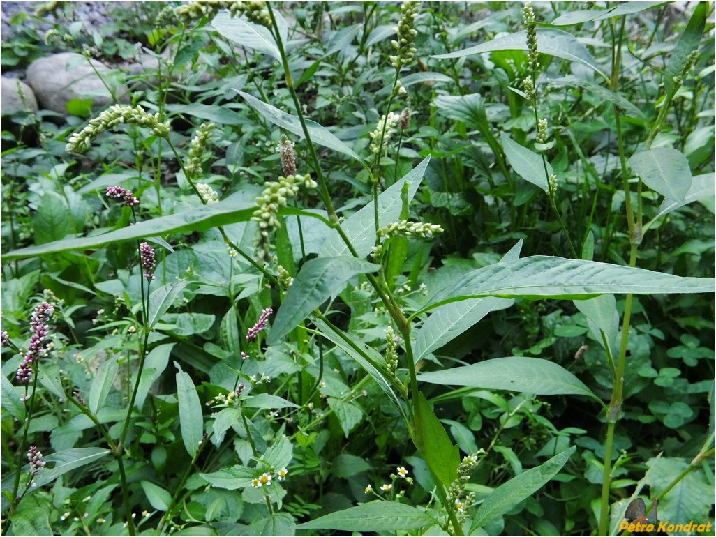 Изображение особи Persicaria lapathifolia.