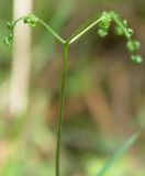 Gymnocarpium dryopteris. Разворачивающаяся вайя (лист). Новгородская обл., середина мая.