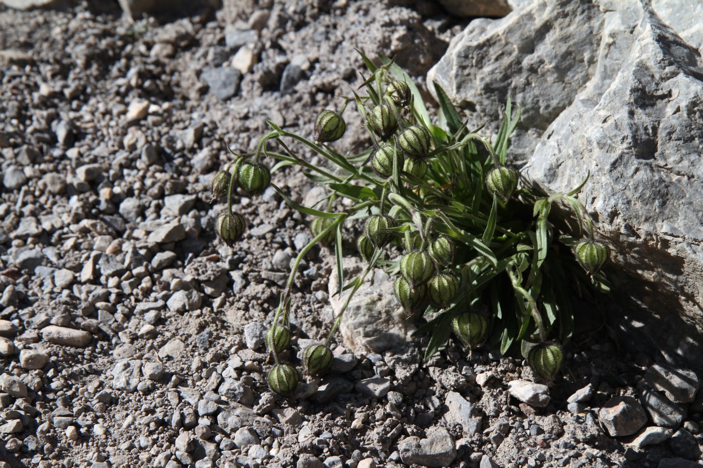 Изображение особи Gastrolychnis gonosperma.