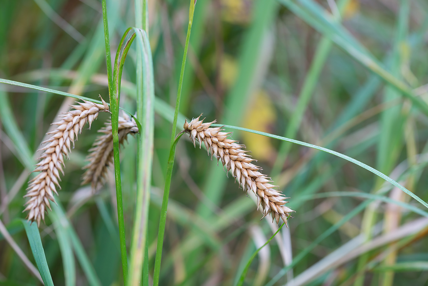 Изображение особи Carex vesicaria.